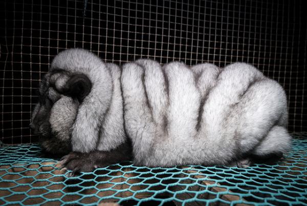 Aufgedeckt: "Monsterfüchse" leiden auf finnischen Pelzfarmen - Fell wird auch in Deutschland verkauft 