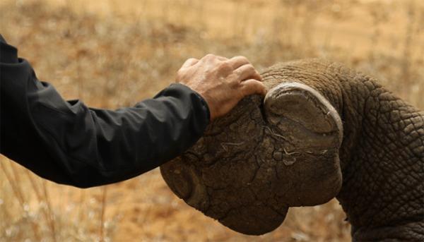 Eutelsat und Sigfox Foundation starten einzigartige Tierschutzinitiative "Now Rhinos Speak" für Nashörner
