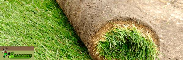 Tipps zur Rasenpflege - jetzt vom Profi!