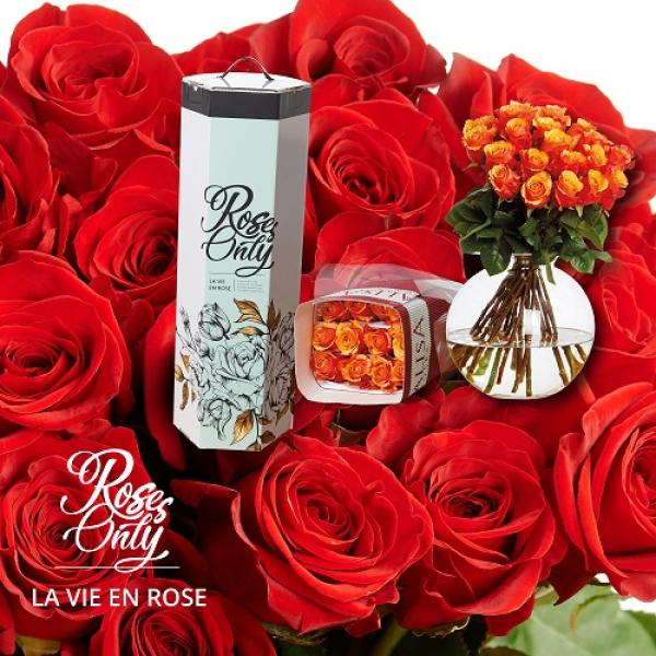 ECUADOR großblütige Rosen, ein exklusives und einzigartiges Geschenk!