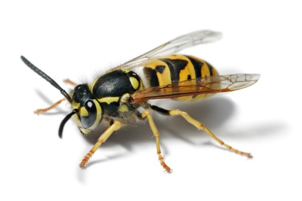 Wespenbekämpfung| Abzocke bei der Schädlingsbekämpfung