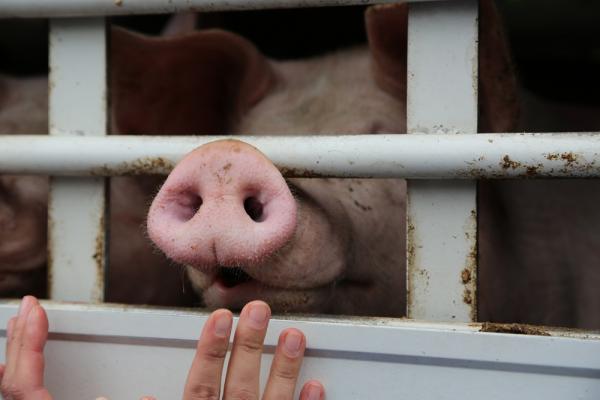 Tiere verenden auf Tiertransporten - Tierrechtler bitten Bevölkerung um Wachsamkeit und Mithilfe 