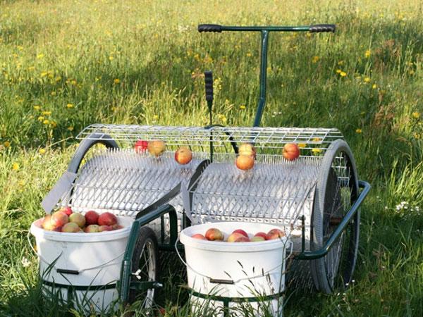 2019 bringt erneut Spitzenerträge bei der Apfelernte