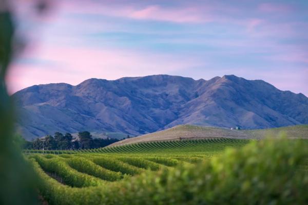 Von der ersten Rebe zum globalen Exportschlager: Villa Maria feiert 200 Jahre Weinbau in Neuseeland