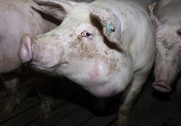 Aufgedeckt: Größte Schweinemast Niedersachsens quält Tiere für Tönnies 