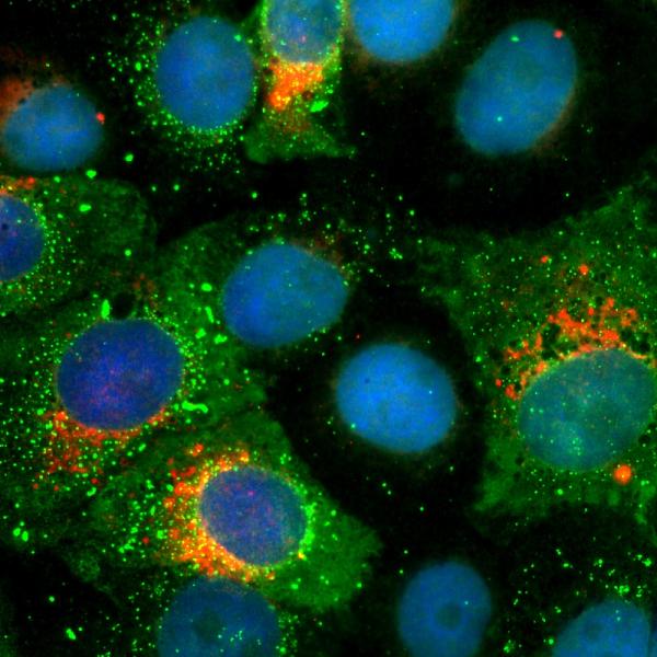 NanoTag Biotechnologies gibt SARS-CoV-2 Nano-Antikörper aus Alpakas den letzten Schliff