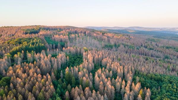 Klimakrise und Corona-Krise: Klimawandel verstärkt Artensterben und Waldsterben in Europa