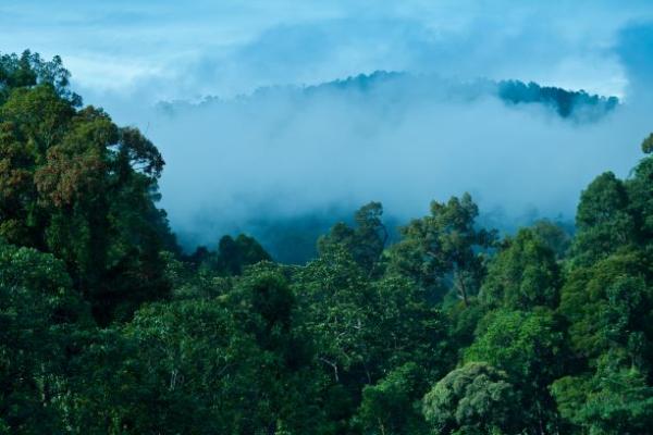 MTCC erhält PEFC-Auszeichnung für nachhaltige Waldwirtschaft