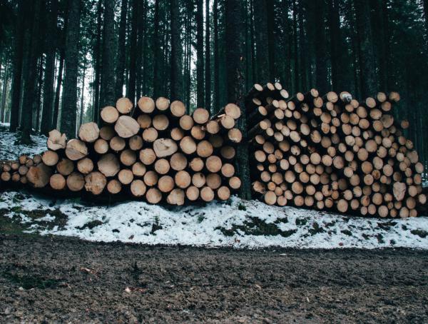 Brennholzauktion abgesagt? Erfolgreich Brennholz verkaufen trotz Corona