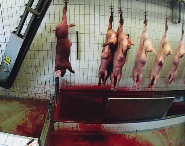 Geschlagen, getreten, fehlbetäubt: Tierquälerei und Gesetzesverstöße in Bio-Schlachthof bei Berlin aufgedeckt 