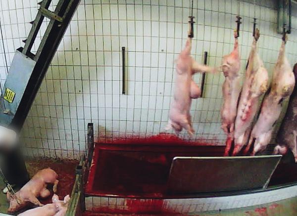 Skandal-Bio-Schlachthof in Neuruppin stellt Schlachtung ein - Staatsanwaltschaft ermittelt wegen Tierquälerei 