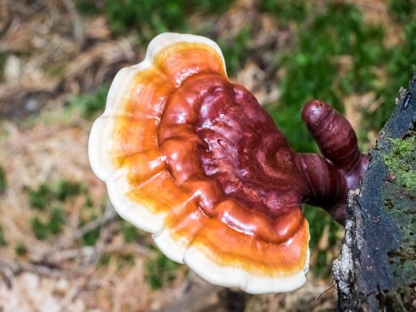 Pure Extracts steigt in den Mushroom-Markt ein!