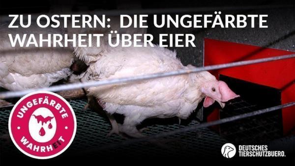 5 ungefärbte Wahrheiten über Ostereier - Tierrechtler*innen rufen zum Eier-Boykott auf
