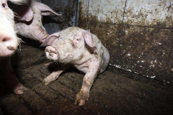 Kontrollen zeigen massive Tierschutzprobleme auf: Hunderte von Schweinemastbetrieben in NRW betroffen