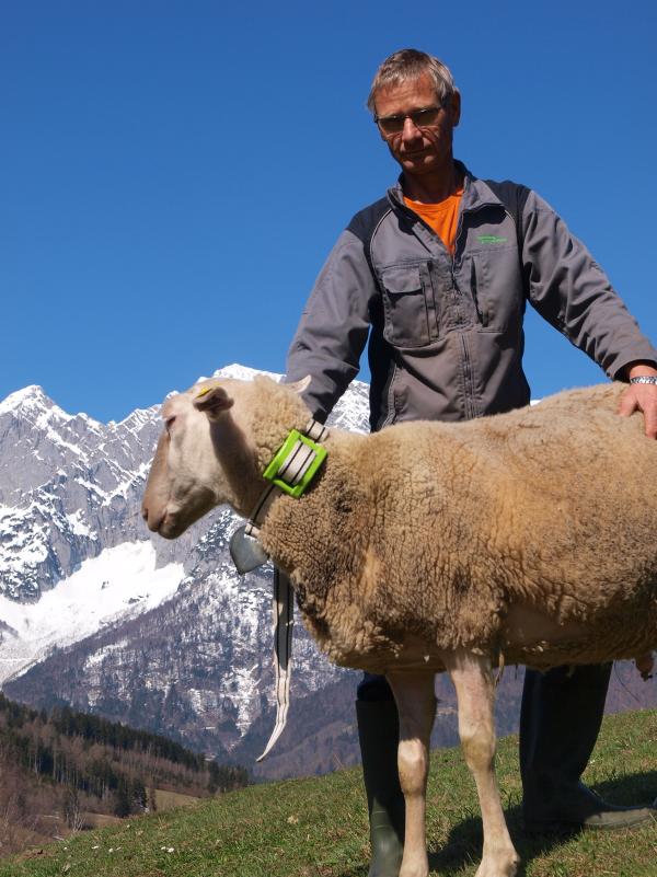 Das Internet der Tiere: Schafe von heute funken mit 0G