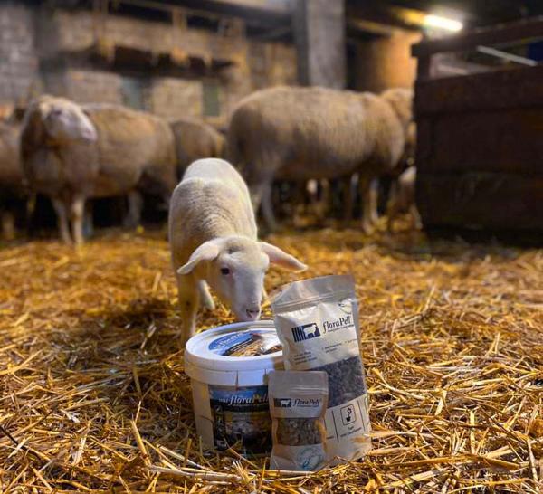 Biodünger aus Schafwolle - Gärtnern im Einklang mit der Natur