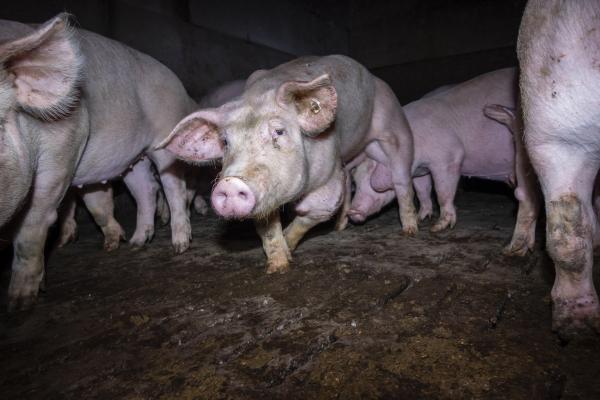 Nach Aufdeckung von Tierquälerei: VION und Tönnies nehmen keine Schweine mehr ab