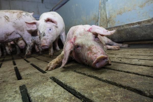 Schon wieder: 7. Fall von Tierquälerei in niedersächsischem Schweinestall aufgedeckt 
