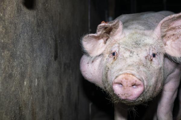 Bildmaterial zeigt Tierquälerei von Schweinen in 7 Westfleisch Zulieferbetrieben 