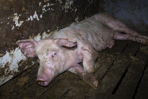 Westfleisch-Skandal: Tierquälerei von Schweinen in 7 Westfleisch Zulieferbetrieben - einer davon ist in Velen