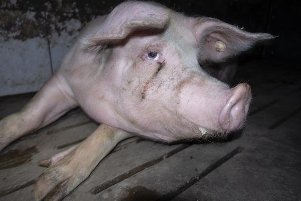 Nach Aufdeckung von Tierquälerei: Westfleisch löscht alle Hofportraits auf der Website