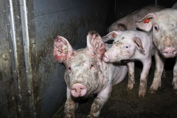 Nach Aufdeckung von Tierquälerei in 7 Schweinemast-Betrieben: Westfleisch reagiert nicht