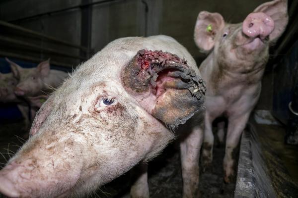Versteckte Videoaufnahmen belegen: Tönnies Zulieferer quält Schweine und lässt einige absichtlich verhungern 