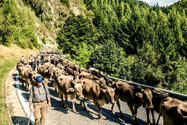 Transumanza: Bressanvido (VI) feiert den Almabtrieb von 600 Rindern aus dem Hochgebirge ins Tal