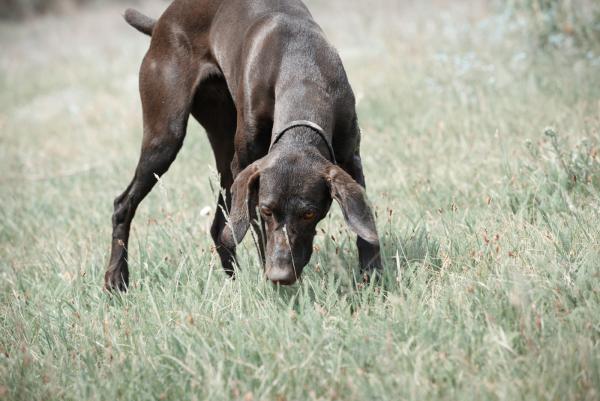 Team Hundefutter Vital warnt: Vorsicht Milben beim Hund, besonders im Herbst!