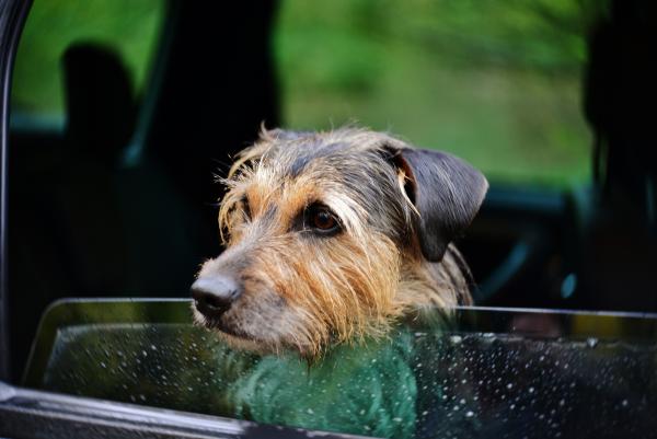 Autofahren mit Hund: Sicherheit zählt