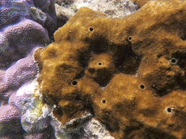 Osteoporose in den Weltmeeren: Bohrschwämme bedrohen Korallenriffe