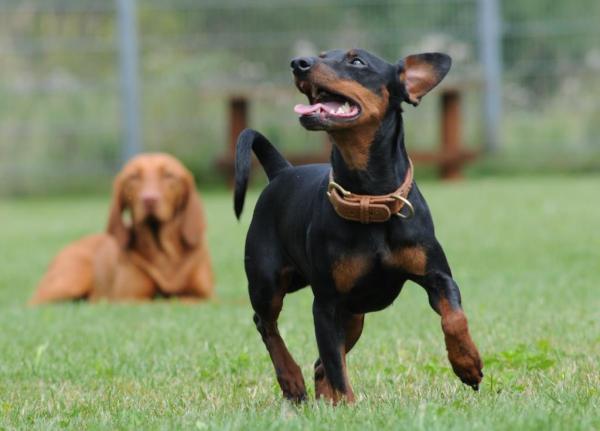 Hundeschule: Aktiv Urlaub mit Hund in Bayern, Urlaub mit Hundeerziehung ohne Stress! 