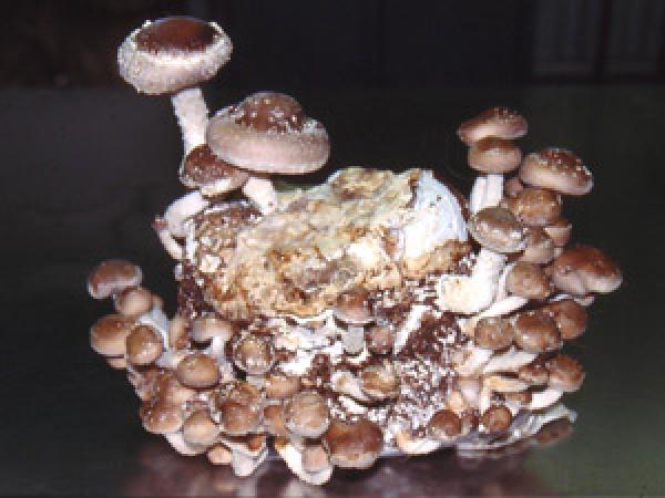 Der Shiitake ist ein Nahrungsergänzungsmittel - Heilen mit Shiitake