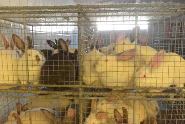 Tierquäler im Kaninchenschlachthof-Beelitz: Deutsches Tierschutzbüro e.V. erstattet Strafanzeige