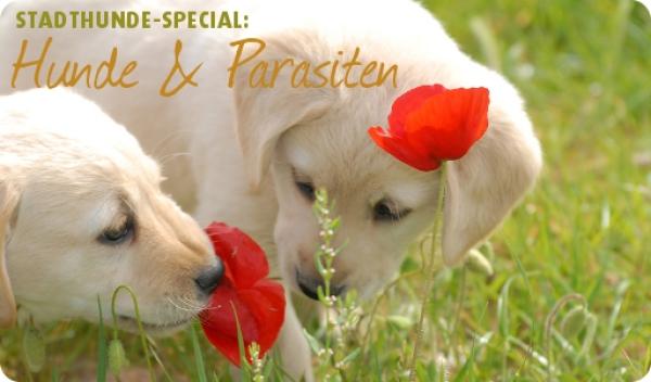 Zecken bei Hunden: Auf Stadthunde.com gibt es alle Infos zur Parasitenprophylaxe