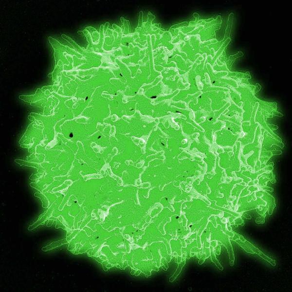 Prostatakrebs , neue Therapiemethoden