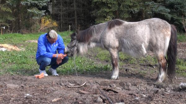 Pony festgekettet – Deutsches Tierschutzbüro e.V. erstattet Anzeige 