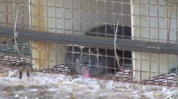 Neues Beweisvideo: Das Deutsche Tierschutzbüro erstattet Strafanzeige gegen Nerzfarm in Gütersloh