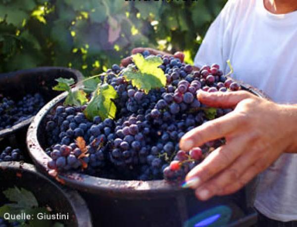 Weinwelt Probst: Tenuta Giustini - Neuentdeckung aus Apulien