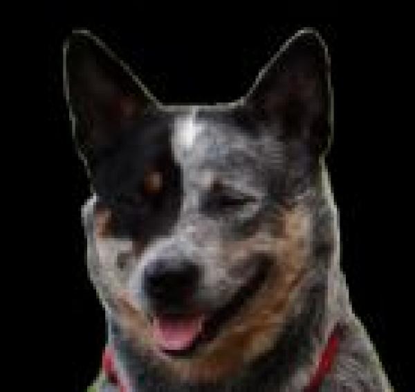 Sanchos-Huette der besondere Online-Zoohandel für Hunde, Katzen und andere Haustiere!!!