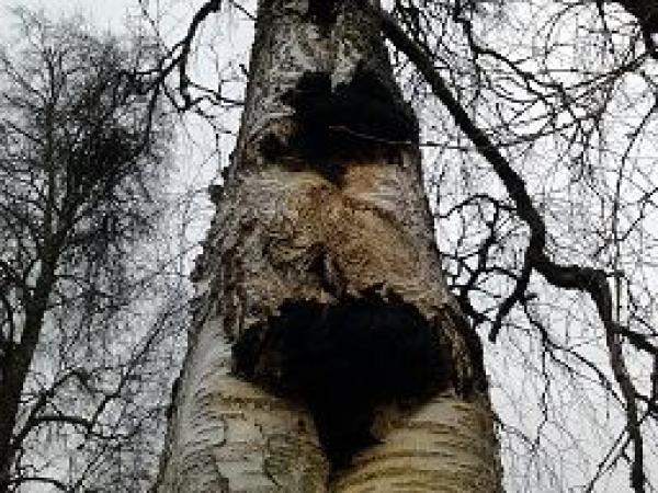 Diabetes, Bluthochdruck, Akne - Erfolgsmeldungen von dem alten Naturheilmittel Chagapilz