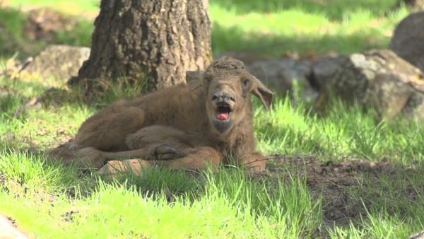 Ein Blick hinter die Kulissen - Tierfilmer dreht die Geburt von Elchkälbern in Schweden