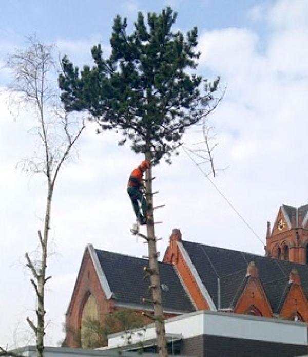 Gartengestaltung, Zaunbau und Baumfällung