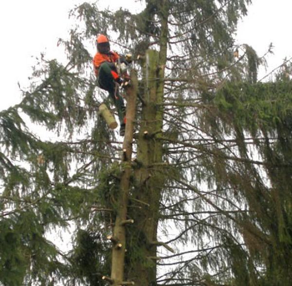 Baumfällung und Gartengestaltung