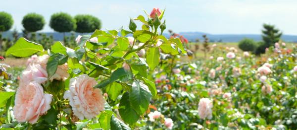 Blühende Rosenpracht in Zülpich.
