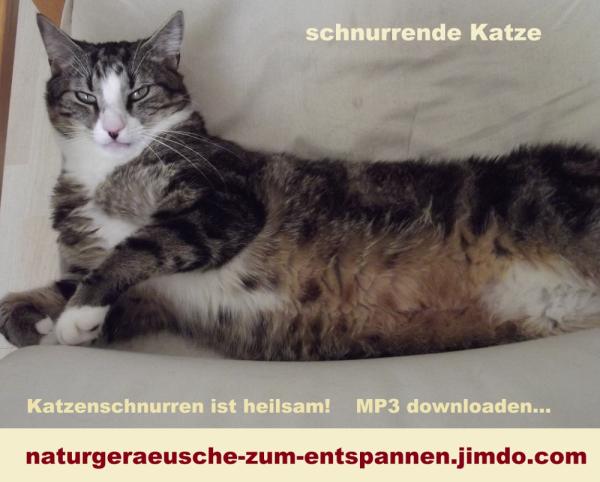 Katzenschnurren hat einen entspannenden und heilsamen Effekt: Tierlaut  schnurrende Katze als MP3 downloaden