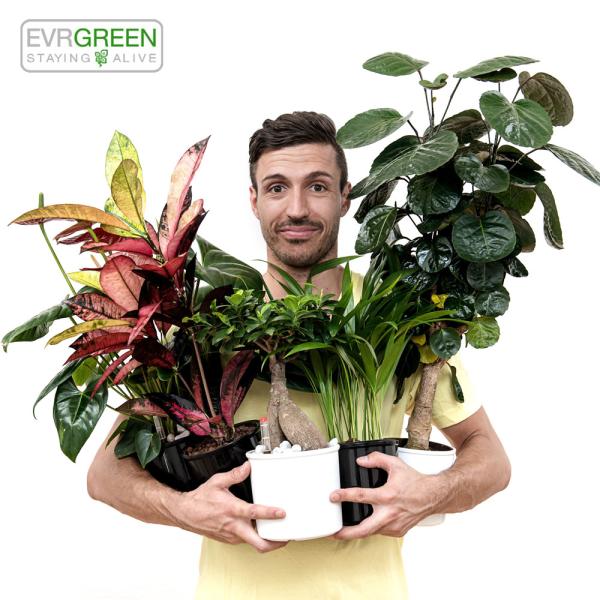 Evrgreen.de meint: Zimmerpflanzen in Hydrokultur waren ihrer Zeit voraus