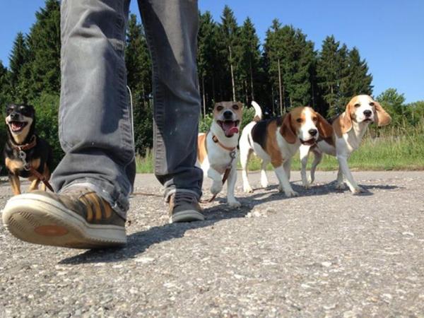 Eine Hundeschule, in der Mensch und Hund sich gegenseitig respektieren lernen