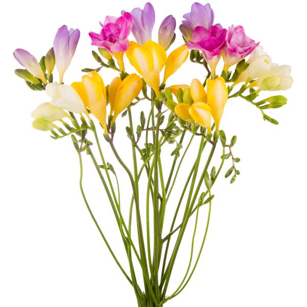 Wann gibt es endlich wieder Freesien im Blumenversand online?