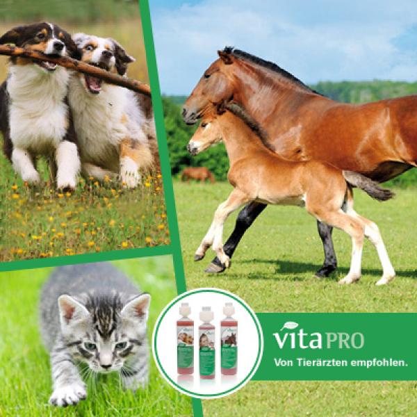 Vita pro - das neue Futterergänzungsmittel für Katzen, Hunde und Pferde